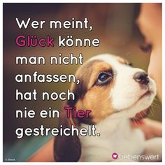 a person kissing a small dog with the words in german on it's forehead