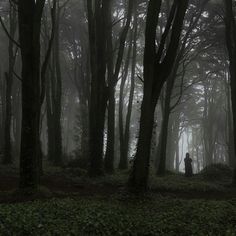 a person standing in the middle of a forest on a foggy day with trees