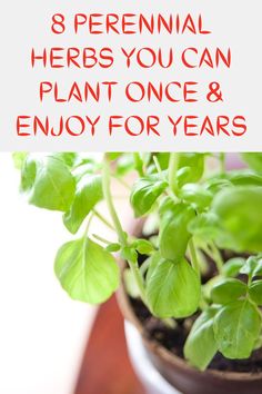 a potted plant with the words 8 perennial herbs you can plant once and enjoy for years