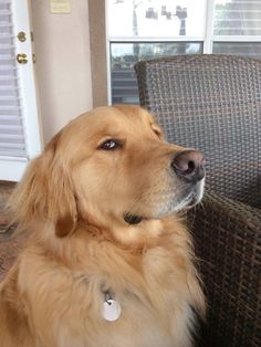 a brown dog sitting on top of a chair