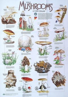 an illustrated poster with mushrooms and their names