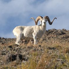 a ram standing on top of a rocky hill