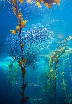 the water is full of plants and fish in it's natural habitat, as seen from below