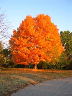 an orange tree in the middle of a park with leaves on it's ground