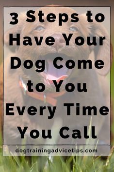 a brown dog with the words 3 steps to have your dog come to you every time you call