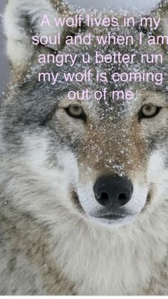 a wolf with snow on it's face and the words, a wolf lives in my soul and when i am angry i better run away from my wolf is coming out of me