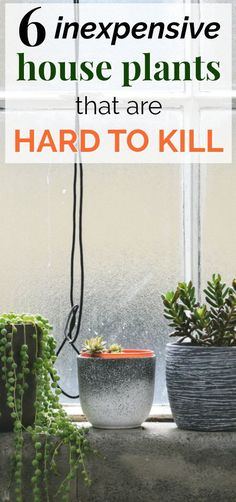 some plants are sitting on a window sill with the words 6 fun house plants that are super low maintenance