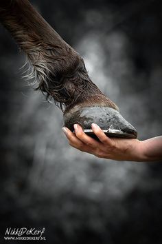 a person holding an animal's foot with it's claws and feet covered in mud