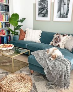 a living room with blue couches and bookshelves filled with books on shelves