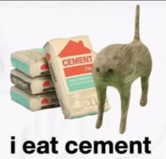 a cat standing next to some cement blocks and a carton of cement that says i eat cement