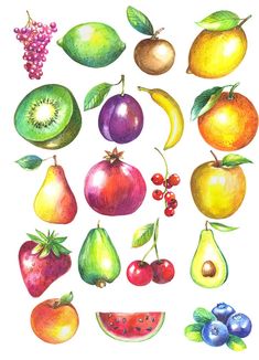 a drawing of various fruits and vegetables on a white background, including apples, pears, watermelon, grapes, cherries, oranges