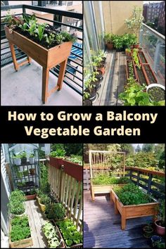 how to grow a balcony vegetable garden on a deck or patio in your own backyard