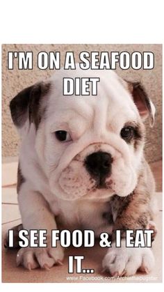 a bulldog sitting on the ground with its paw up to it's face and saying, i'm on a seafood diet i see food & i eat it