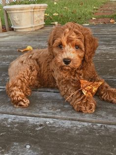 a small brown dog laying on top of a wooden floor