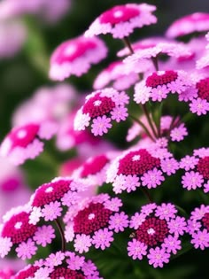 pink and white flowers with green leaves in the background