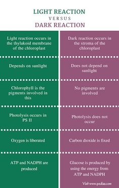 the differences between light and dark reactions in each other's life cycles,