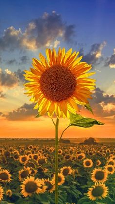 a large sunflower standing in the middle of a field