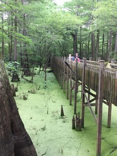 people are walking on a wooden bridge in the woods with green algae covering the ground