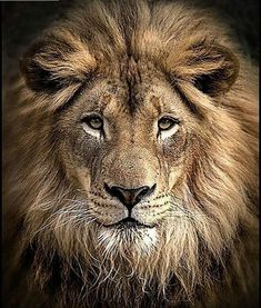 a close up of a lion's face on a dark background with only one eye visible