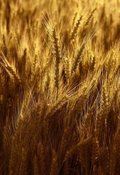 a close up view of some very ripe wheat