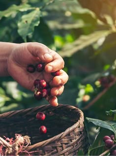 a person picking coffee beans from a basket