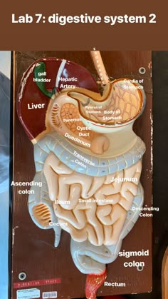 an image of the inside of a human body with labels on it and text below that reads lab 7 digest system 2