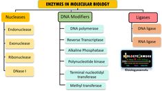 a diagram showing the different types of cell phones and their functions in cellular science, including