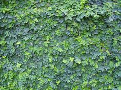 green leaves are growing on the side of a building