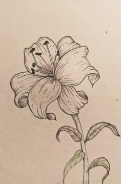 a pencil drawing of a flower on paper