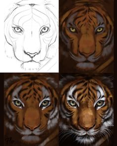 four different pictures of tiger's face and the eyes are drawn with pencils