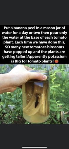 a person holding a jar filled with liquid in the middle of a garden and text that reads, put a banana peel in a mason jar of water for a day or two then