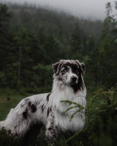 a black and white dog is standing in the grass near some trees on a foggy day