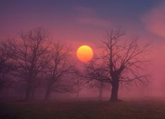 the sun is setting behind some trees on a foggy day in an open field