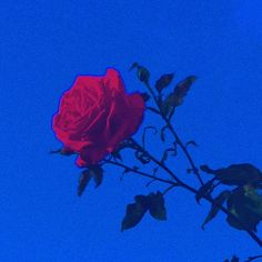 a single red rose is in the blue sky