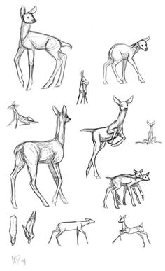 some sketches of deer standing and sitting