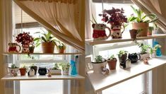 three shelves with potted plants on them in front of a window, and another shelf filled with houseplants