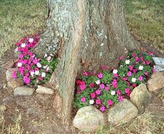 some flowers are growing in the middle of a rock garden bed under a tree trunk