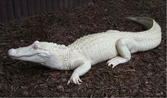 a white alligator laying on top of mulch