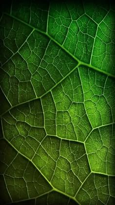 a close up view of a green leaf's textured surface with light shining through the leaves