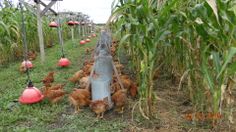 several chickens are walking around in the grass near an electric pole and corn cob