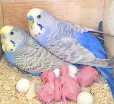 two parakeets are sitting in their cage with eggs