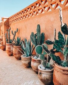 several cactus plants are lined up against a wall on a brick patio in front of an adobe - style building