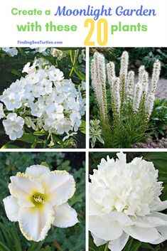 four different types of flowers with text overlay that reads create a moonlight garden with these 20 plants