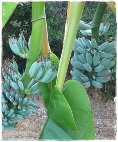 several bunches of bananas are growing on the tree in front of some other plants