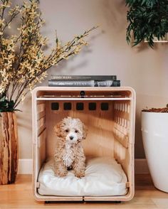 a small white dog sitting in a wooden crate on top of a floor next to a potted plant