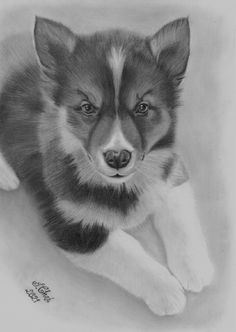 a pencil drawing of a puppy laying down