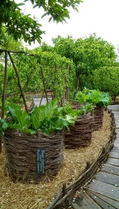 several baskets with plants growing in them on a wooden walkway surrounded by straw bales