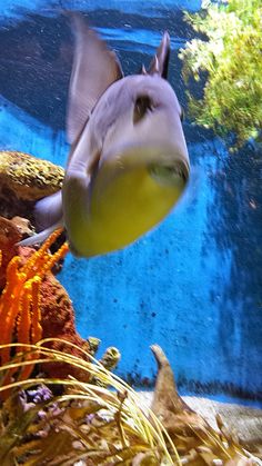 a fish swimming in an aquarium with plants and corals on the bottom half of it