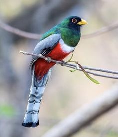 a colorful bird perched on top of a tree branch