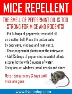 a flyer for mice repellent with an image of a mouse on the front